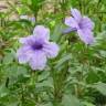 Fotografia 1 da espécie Ruellia tuberosa do Jardim Botânico UTAD