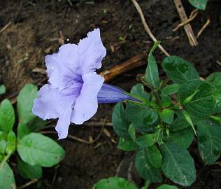 Fotografia da espécie Ruellia tuberosa