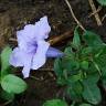 Fotografia 4 da espécie Ruellia tuberosa do Jardim Botânico UTAD