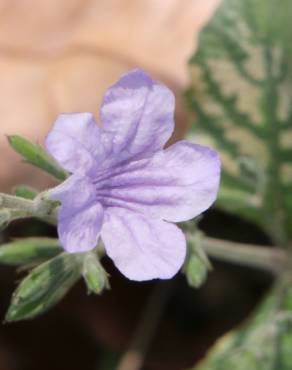 Fotografia 5 da espécie Ruellia tuberosa no Jardim Botânico UTAD