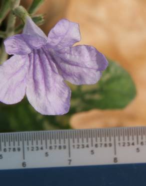 Fotografia 6 da espécie Ruellia tuberosa no Jardim Botânico UTAD