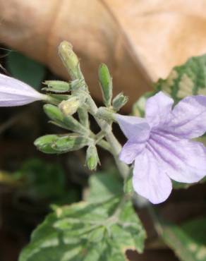 Fotografia 7 da espécie Ruellia tuberosa no Jardim Botânico UTAD