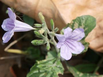 Fotografia da espécie Ruellia tuberosa