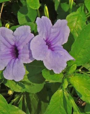 Fotografia 9 da espécie Ruellia tuberosa no Jardim Botânico UTAD