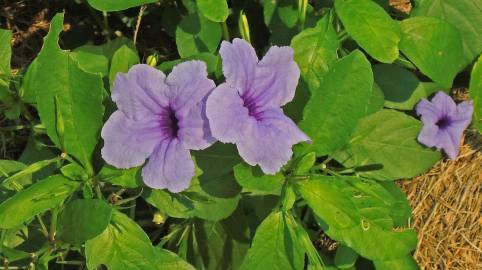 Fotografia da espécie Ruellia tuberosa