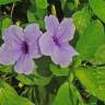 Fotografia 9 da espécie Ruellia tuberosa do Jardim Botânico UTAD