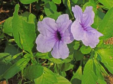 Fotografia da espécie Ruellia tuberosa