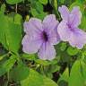 Fotografia 10 da espécie Ruellia tuberosa do Jardim Botânico UTAD