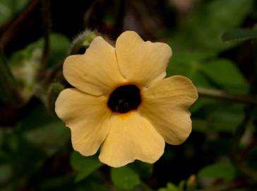 Fotografia da espécie Thunbergia alata