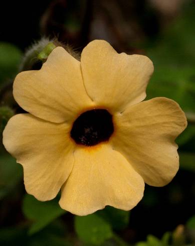 Fotografia de capa Thunbergia alata - do Jardim Botânico