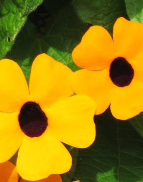 Fotografia 3 da espécie Thunbergia alata no Jardim Botânico UTAD