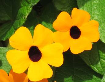 Fotografia da espécie Thunbergia alata