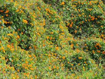 Fotografia da espécie Thunbergia alata