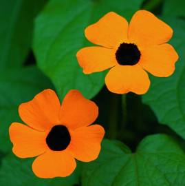 Fotografia da espécie Thunbergia alata