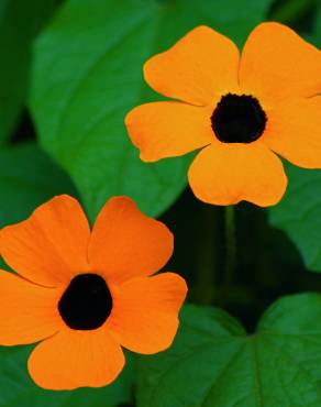 Fotografia 5 da espécie Thunbergia alata no Jardim Botânico UTAD