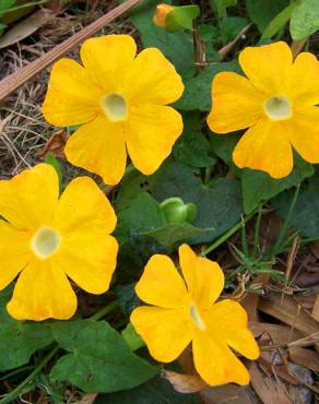 Fotografia 6 da espécie Thunbergia alata no Jardim Botânico UTAD