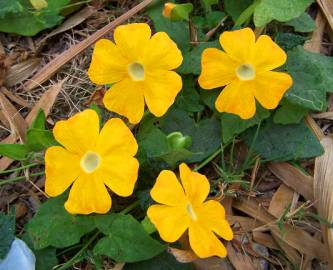 Fotografia da espécie Thunbergia alata