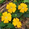 Fotografia 6 da espécie Thunbergia alata do Jardim Botânico UTAD