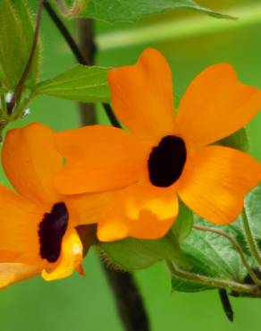 Fotografia 7 da espécie Thunbergia alata no Jardim Botânico UTAD