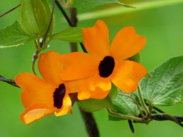 Fotografia da espécie Thunbergia alata