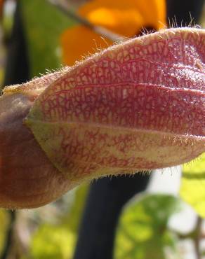 Fotografia 8 da espécie Thunbergia alata no Jardim Botânico UTAD