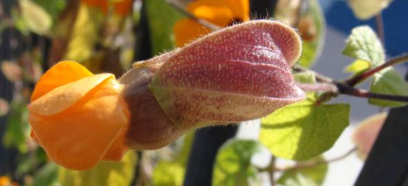 Fotografia da espécie Thunbergia alata