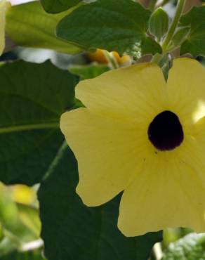 Fotografia 10 da espécie Thunbergia alata no Jardim Botânico UTAD