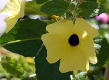 Fotografia da espécie Thunbergia alata