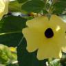 Fotografia 10 da espécie Thunbergia alata do Jardim Botânico UTAD