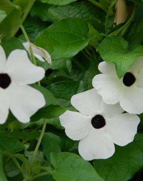 Fotografia 11 da espécie Thunbergia alata no Jardim Botânico UTAD