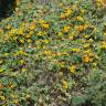 Fotografia 12 da espécie Thunbergia alata do Jardim Botânico UTAD