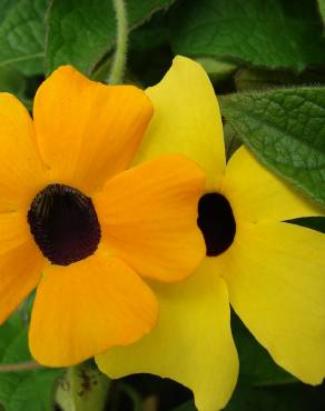 Fotografia 13 da espécie Thunbergia alata no Jardim Botânico UTAD