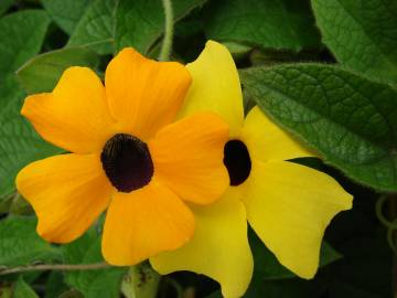 Fotografia da espécie Thunbergia alata