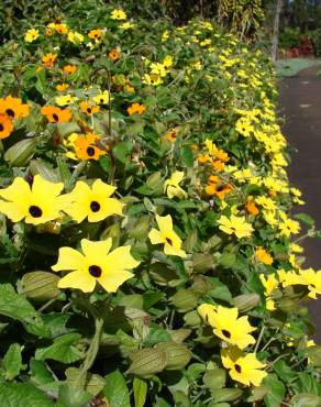 Fotografia 14 da espécie Thunbergia alata no Jardim Botânico UTAD