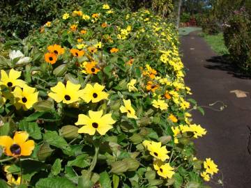 Fotografia da espécie Thunbergia alata