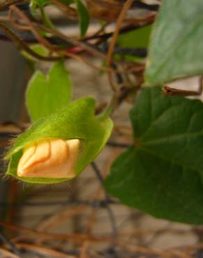 Fotografia 15 da espécie Thunbergia alata no Jardim Botânico UTAD