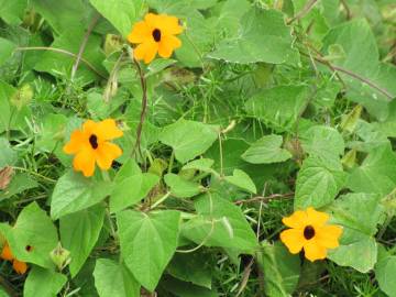 Fotografia da espécie Thunbergia alata