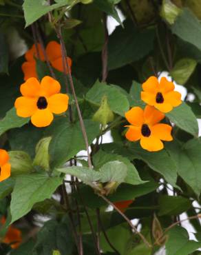 Fotografia 17 da espécie Thunbergia alata no Jardim Botânico UTAD