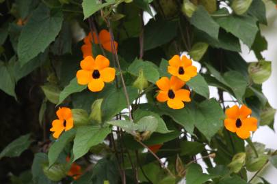 Fotografia da espécie Thunbergia alata