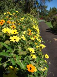 Fotografia da espécie Thunbergia alata