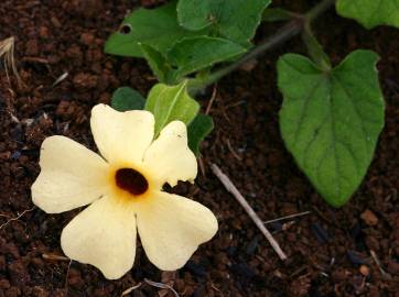 Fotografia da espécie Thunbergia alata