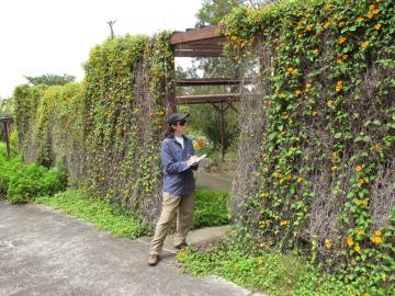 Fotografia da espécie Thunbergia alata