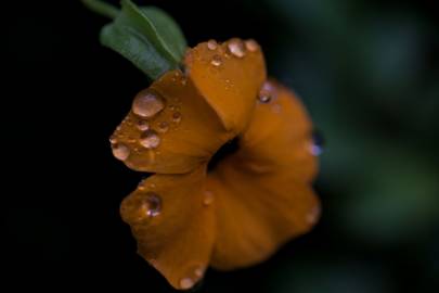 Fotografia da espécie Thunbergia alata