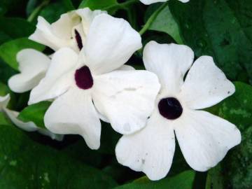 Fotografia da espécie Thunbergia alata