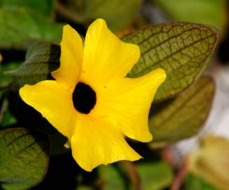 Fotografia da espécie Thunbergia alata