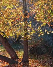 Fotografia da espécie Liquidambar orientalis