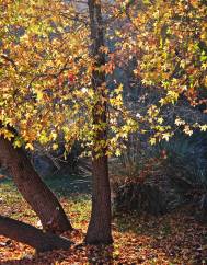 Liquidambar orientalis