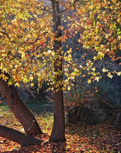 Fotografia de capa Liquidambar orientalis - do Jardim Botânico