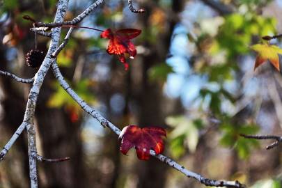 Fotografia da espécie Liquidambar orientalis