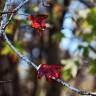 Fotografia 5 da espécie Liquidambar orientalis do Jardim Botânico UTAD